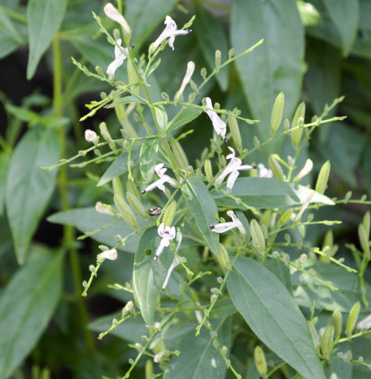 Andrographis leaf and white flowers 