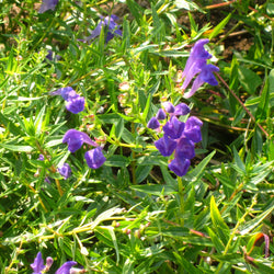 Purple Baikal flowers with green pointed leaves 