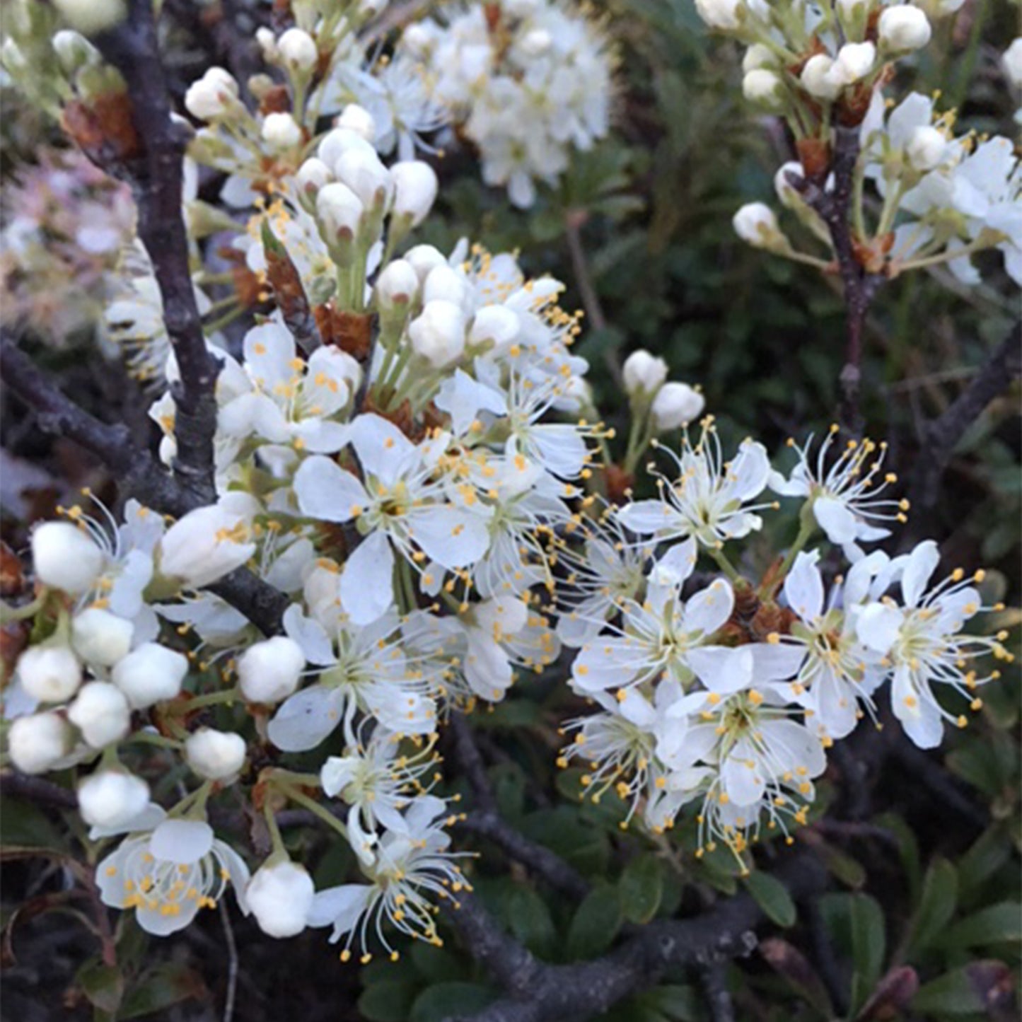 5 petaled White Beach Plum flowers with long stamens and yellow anthers 