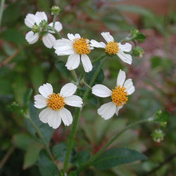 Bidens pilosa white flowers with yellow middle 