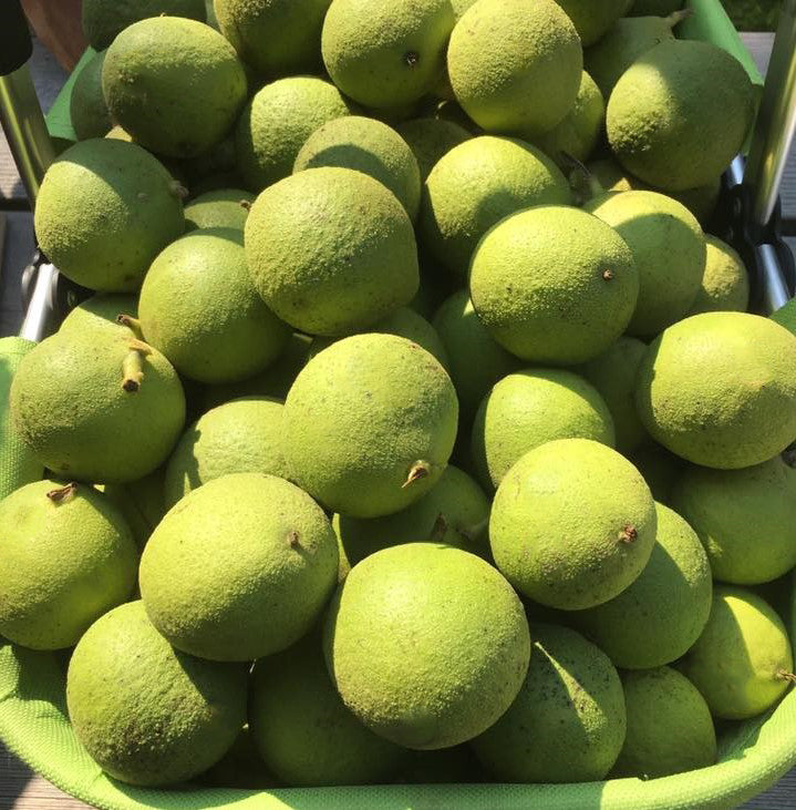 Green Black walnut fruit 