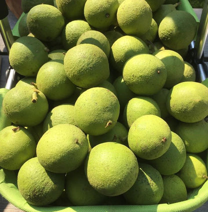 Green Black walnut fruit 