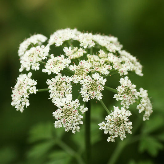 White Dong Quai flowers against green background 