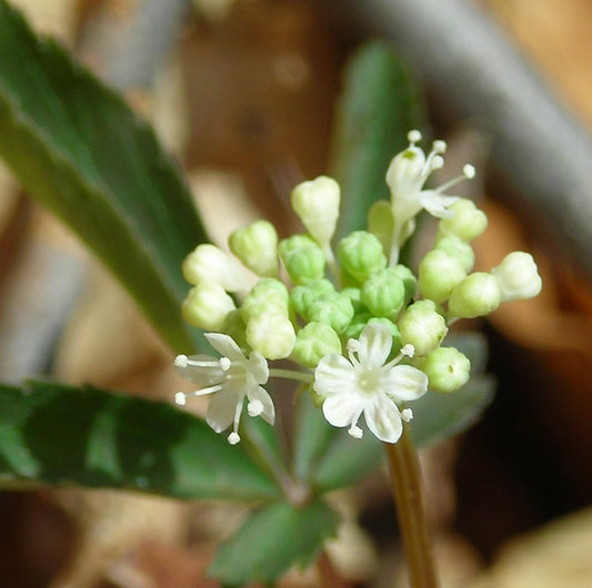 White flowers and buds 