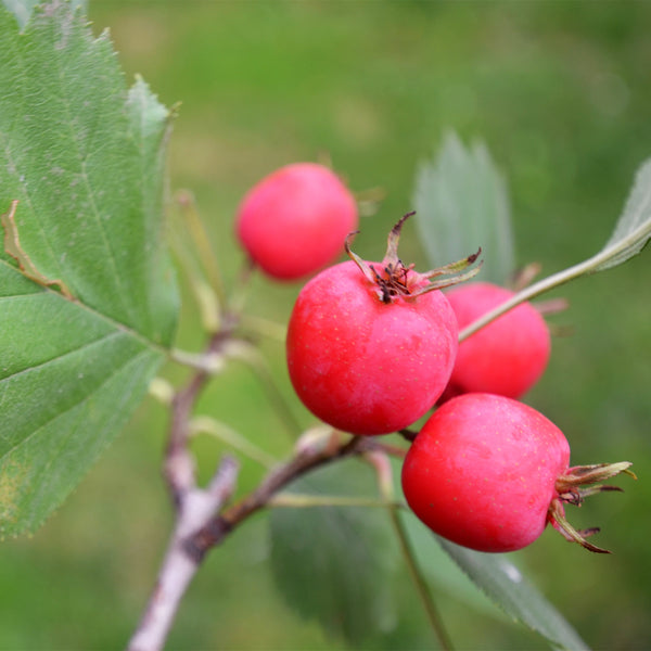 Light red Hawthorne berries on twig
