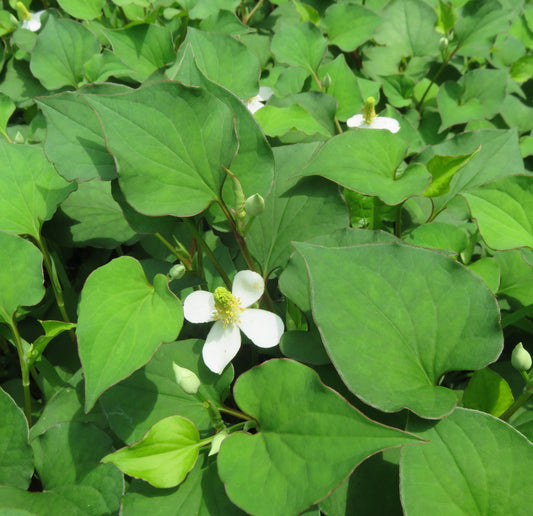Green heart-shaped foliage with 4 petaled Houttuynia flower with yellow cone middle 