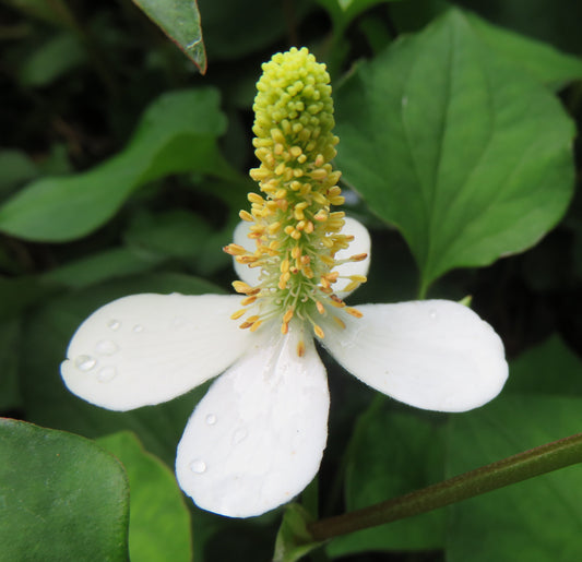 4 petaled Houttuynia flower with yellow cone middle