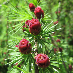 Red Larch cone flowers with green needes 