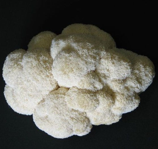 White Lions Mane mushroom against black background 
