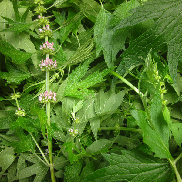 Green motherwort leaves with tiny pink flowers 