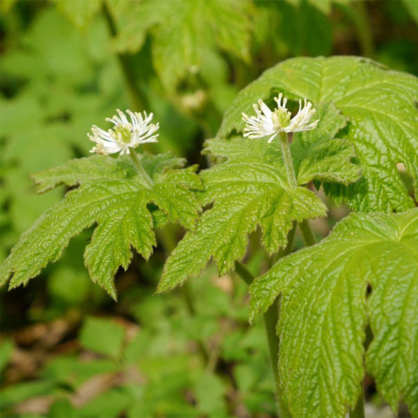 White Goldenseal flowers with green leaves 