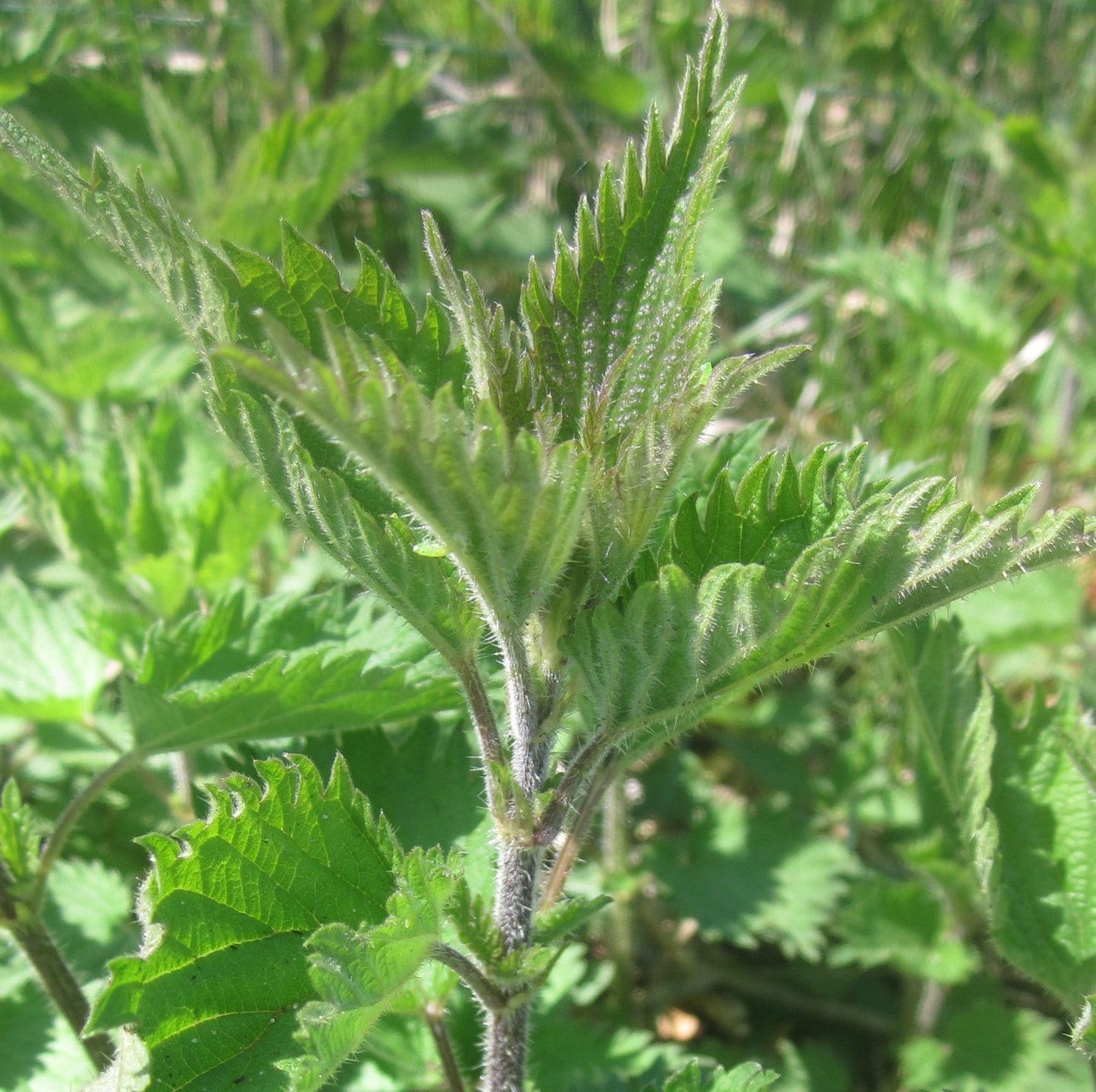 Prickly Nettle leaf and stem