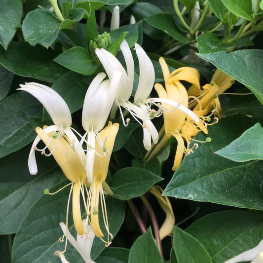 Yellow Honeysuckle flowers with dark green leaves 