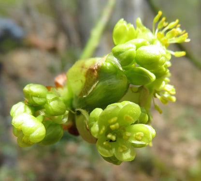 Yellow Sassafras flowers 