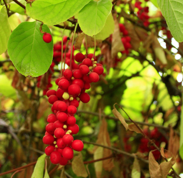 Red Schisandra berries and green leaves 