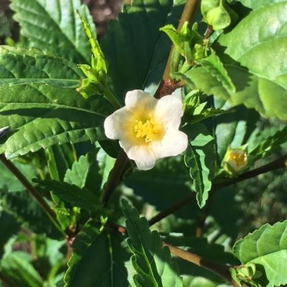 Yellow Sida flower with green foliage 