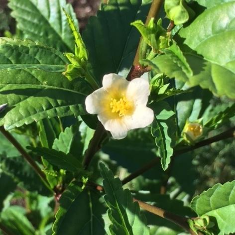 Yellow Sida flower with green foliage 