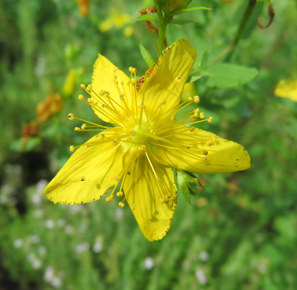 Yellow 5 petaled St. Johnswort flower 